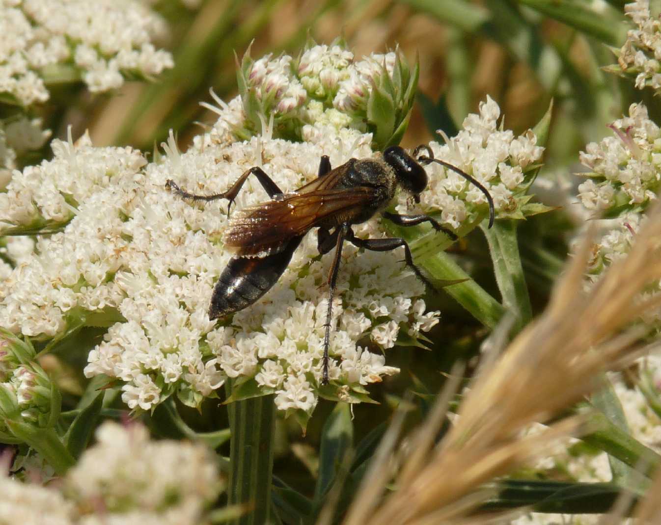 Carrellata di Sphex